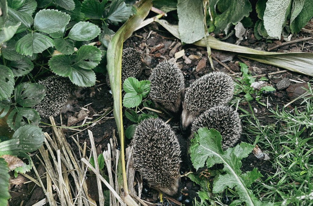 We hebben een nest egels!