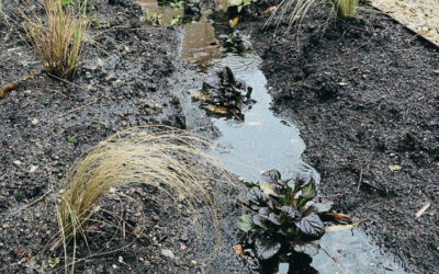 Maak jouw tuin regen- en droogteproof met een wadi!