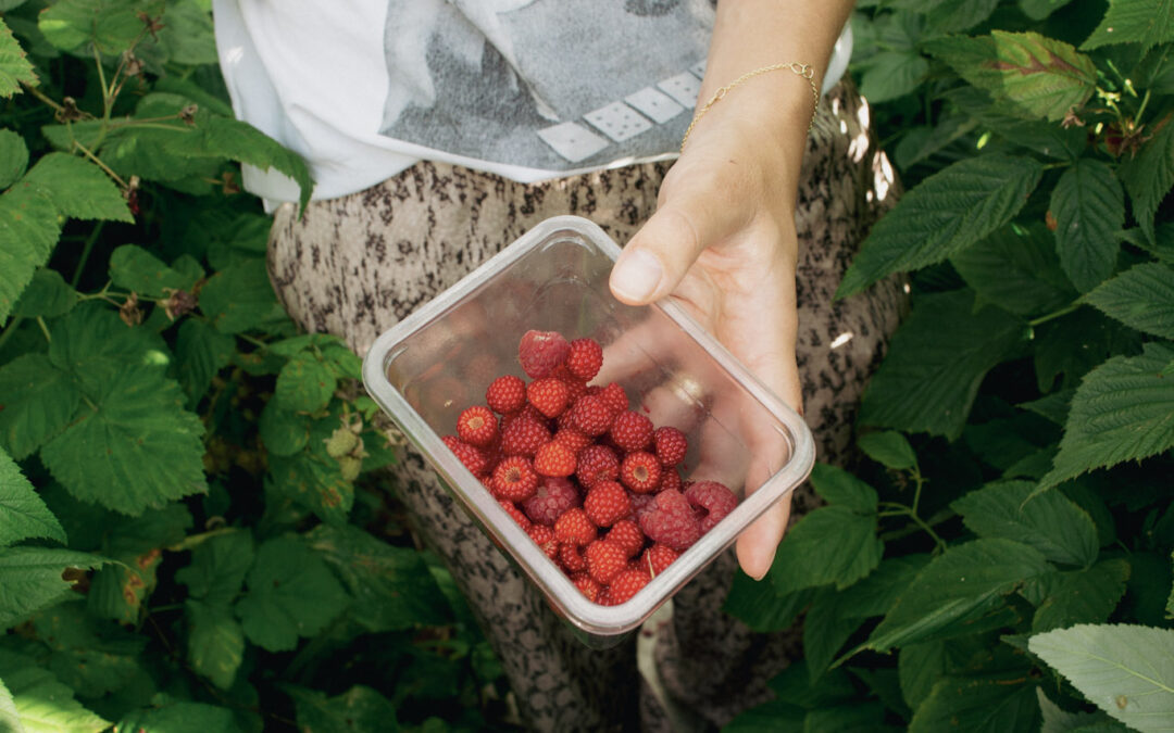 Plukken, proeven en plezier: welkom in de eetbare tuin!