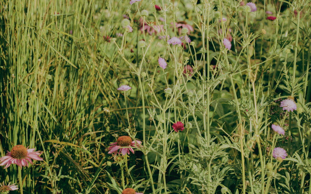 Inheemse Planten in je Tuin: Een Stap naar een Ecologische Tuin