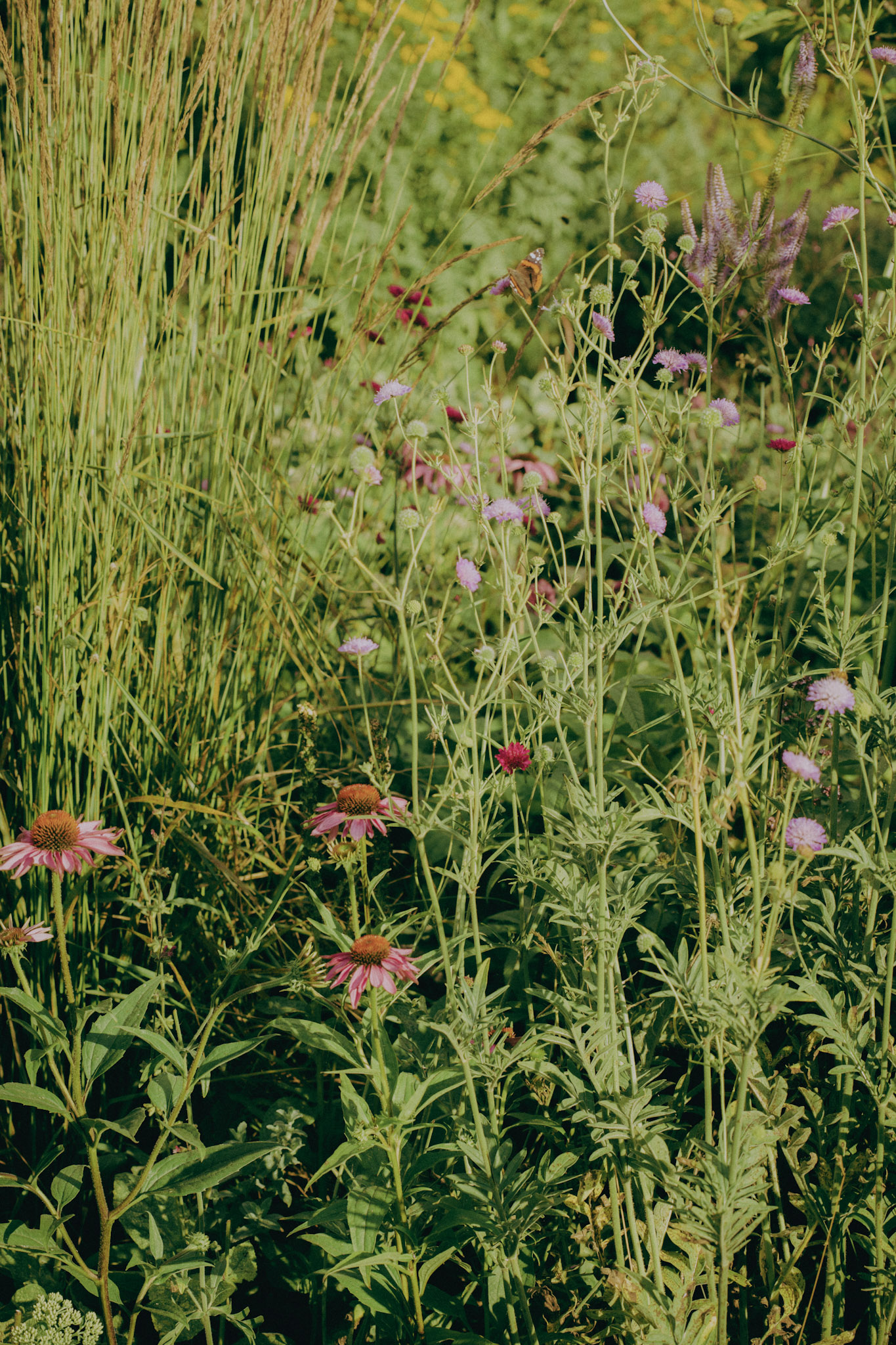 Native Plants in Your Garden: A Step Toward an Ecological Garden