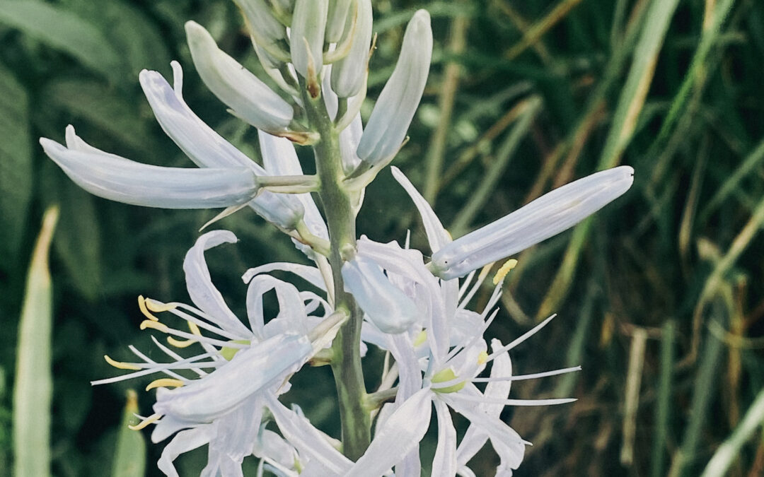 Bloembollen: vroege kleur in je tuin (en een feest voor de bestuivers)