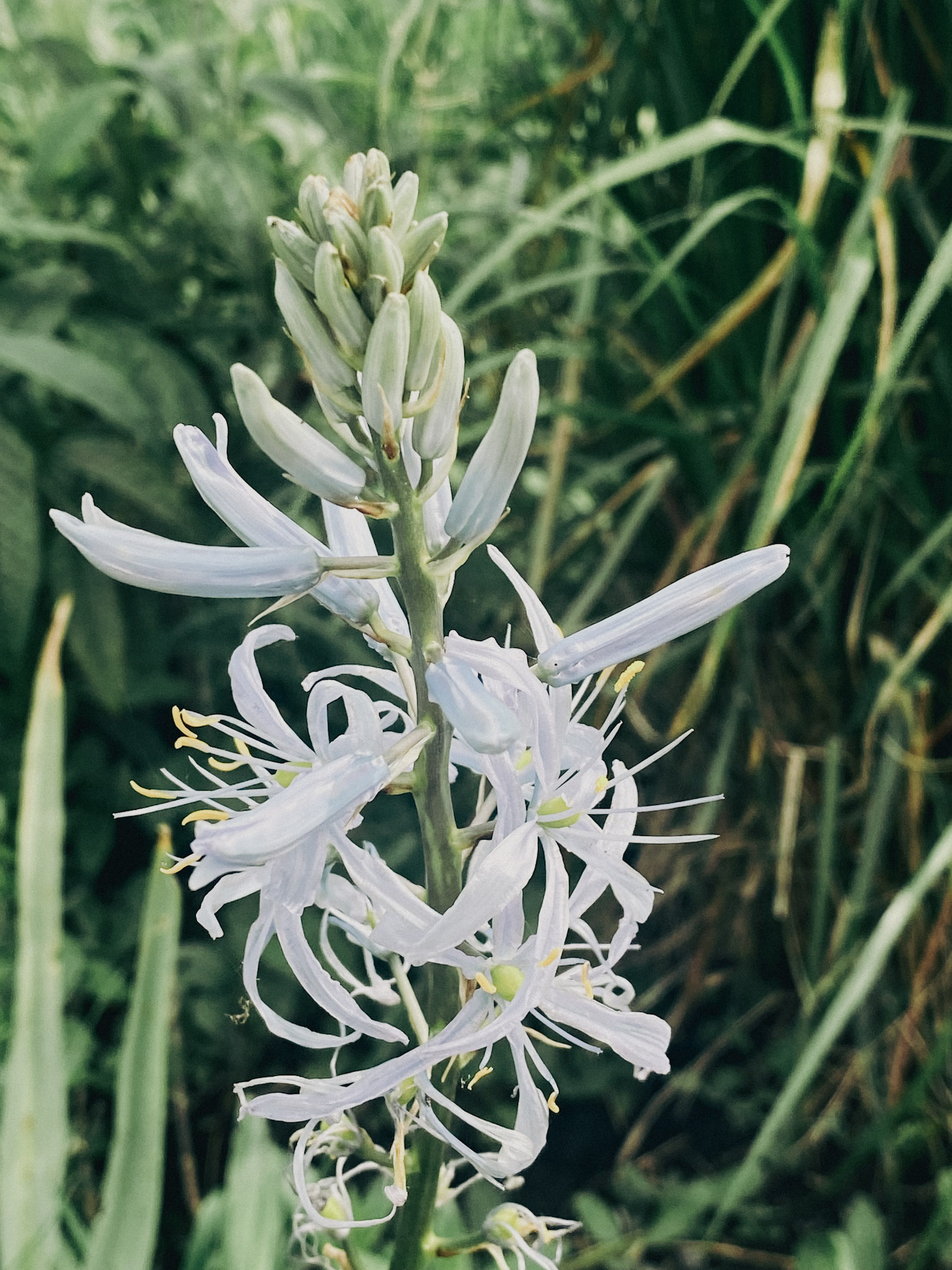Bloembollen: vroege kleur in je tuin (en een feest voor de bestuivers)