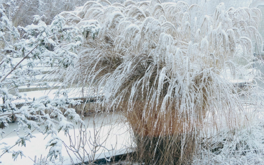 De lente is in aantocht! Tijd om je tuin voorjaars-klaar te maken 🌿✨