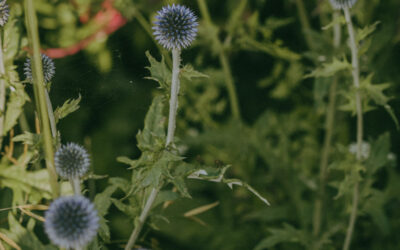 Why Choosing Native Plants Is a Great Idea!