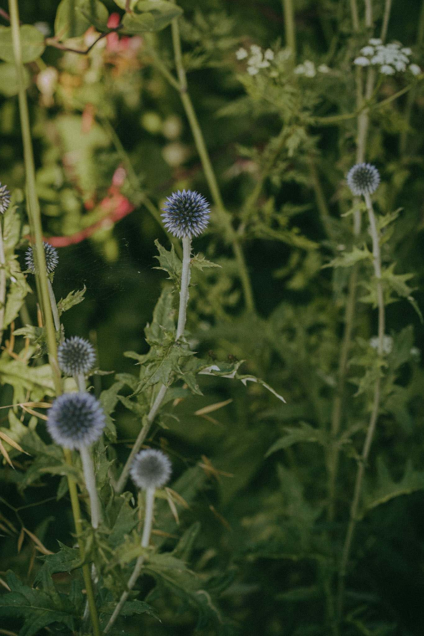 Why Choosing Native Plants Is a Great Idea!