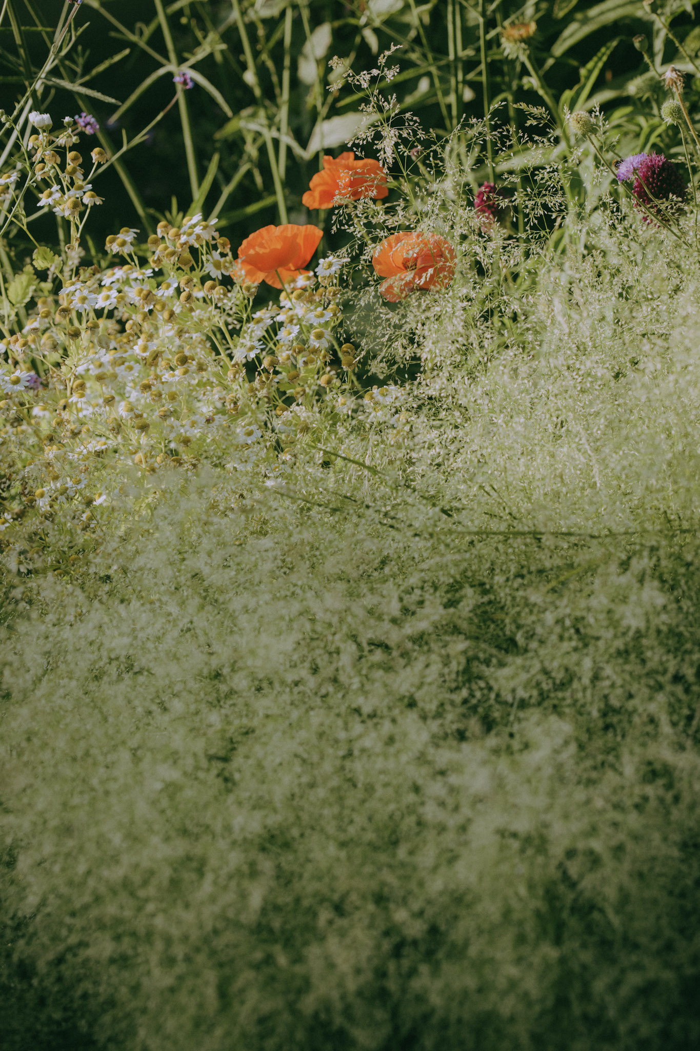 Waarom het kiezen voor inheemse beplanting een super goed idee is!